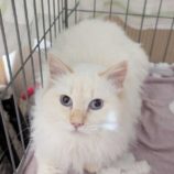 2月15日八千代店に参加する花ねこ千葉の保護猫19