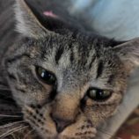 2月15日八千代店に参加する花ねこ千葉の保護猫20