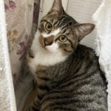 3月2日八千代店に参加するの美浜猫の会保護猫01