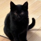 3月2日八千代店に参加するの美浜猫の会保護猫04