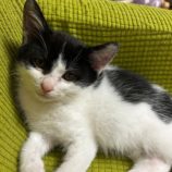 3月2日八千代店に参加するの美浜猫の会保護猫05