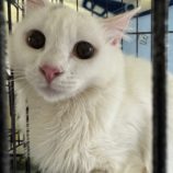 3月2日八千代店に参加するの美浜猫の会保護猫06