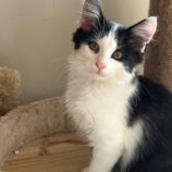 3月2日八千代店に参加するの美浜猫の会保護猫07