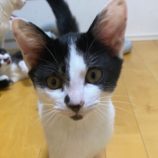 3月2日八千代店に参加するの美浜猫の会保護猫08