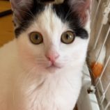 3月2日八千代店に参加するの美浜猫の会保護猫09