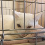 3月2日八千代店に参加するの美浜猫の会保護猫10