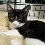 3月2日八千代店に参加するの美浜猫の会保護猫11