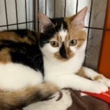 3月2日八千代店に参加するの美浜猫の会保護猫12