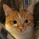 2月23日吉岡店に参加する猫のへやの保護猫03