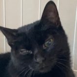 2月23日吉岡店に参加する猫のへやの保護猫04