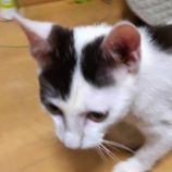 2月23日吉岡店に参加する猫のへやの保護猫05