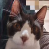 2月23日吉岡店に参加する猫のへやの保護猫06