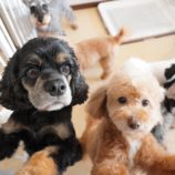 3月2日瑞穂店に参加するのdagfam保護犬01