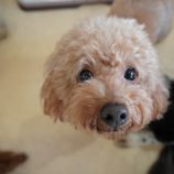 3月2日瑞穂店に参加するのdagfam保護犬02