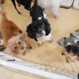 3月2日瑞穂店に参加するのdagfam保護犬03