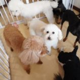 3月2日瑞穂店に参加するのdagfam保護犬04