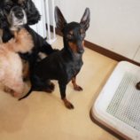 3月2日瑞穂店に参加するのdagfam保護犬05