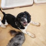 3月2日瑞穂店に参加するのdagfam保護犬06