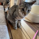 3月16日の千葉店に参加する美浜猫の会の保護猫01