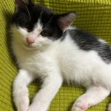 3月16日の千葉店に参加する美浜猫の会の保護猫02