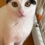 3月16日の千葉店に参加する美浜猫の会の保護猫04