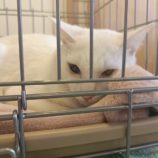 3月16日の千葉店に参加する美浜猫の会の保護猫05