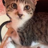 3月16日の千葉店に参加する美浜猫の会の保護猫06