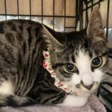 3月16日の千葉店に参加する美浜猫の会の保護猫07