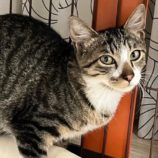 3月16日の千葉店に参加する美浜猫の会の保護猫08