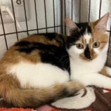 3月16日の千葉店に参加する美浜猫の会の保護猫09