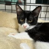 3月16日の千葉店に参加する美浜猫の会の保護猫12