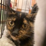 3月16日の千葉店に参加する美浜猫の会の保護猫13