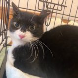 3月16日の千葉店に参加する美浜猫の会の保護猫14