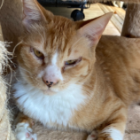 3月16日の千代田店に参加するアニマルフレンドの保護猫01