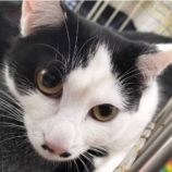 3月16日に千代田店に参加する動物保護団体 SONA DORASの保護猫01