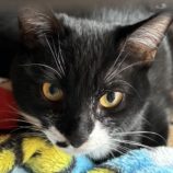 3月16日の千代田店に参加するアニマルフレンドの保護猫02