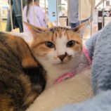 3月16日に千代田店に参加する動物保護団体 SONA DORASの保護猫02