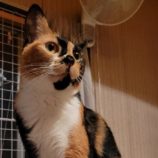 3月16日の千代田店に参加するアニマルフレンドの保護猫03