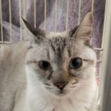 3月16日に千代田店に参加する動物保護団体 SONA DORASの保護猫03