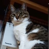 3月16日の千代田店に参加するアニマルフレンドの保護猫04