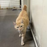 3月16日に千代田店に参加する動物保護団体 SONA DORASの保護猫04