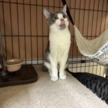 3月16日に千代田店に参加する動物保護団体 SONA DORASの保護猫05