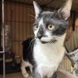 3月16日に千代田店に参加する動物保護団体 SONA DORASの保護猫06