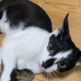3月16日に千代田店に参加する動物保護団体 SONA DORASの保護猫08