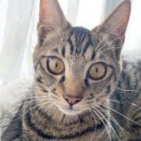 3月9日店ひたちなかに参加するのネコスぺ事務局の保護猫01