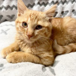 3月9日店ひたちなかに参加するのネコスぺ事務局の保護猫03