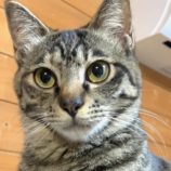 3月9日店ひたちなかに参加するのネコスぺ事務局の保護猫04