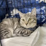 3月9日店ひたちなかに参加するのネコスぺ事務局の保護猫05