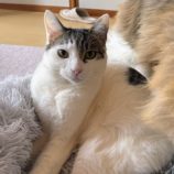 3月9日店ひたちなかに参加するのネコスぺ事務局の保護猫06