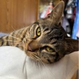 3月9日店ひたちなかに参加するのネコスぺ事務局の保護猫07